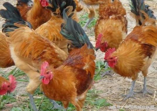 青脚麻鸡苗行情走势,青脚麻鸡市场前景