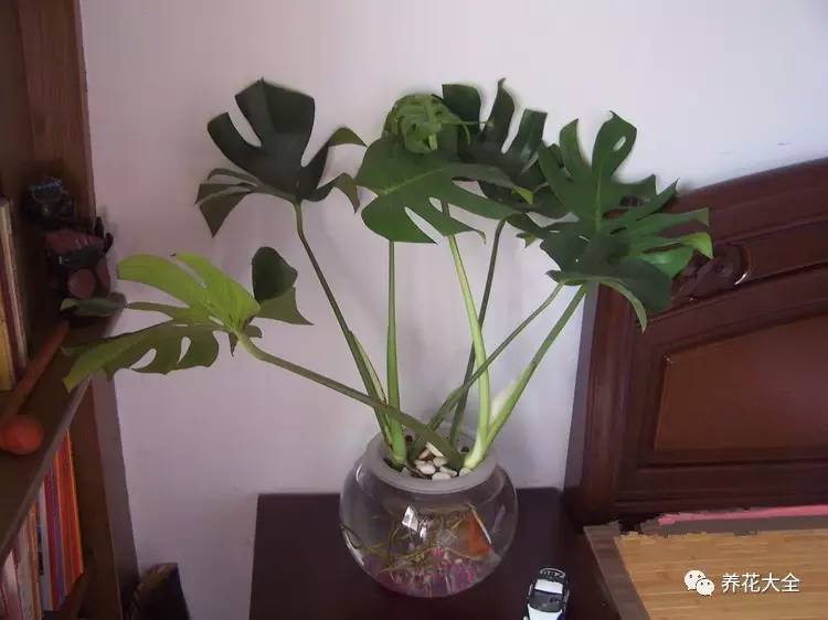 在家怎样水培种植物,50种水生植物最好养的水培花