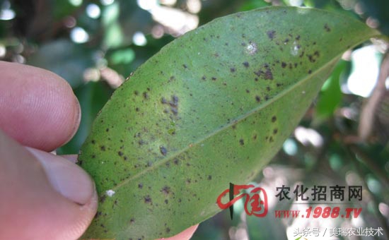 柑橘病虫害管理及营养管理ppt,柑橘花露白时应防治好哪些病虫害