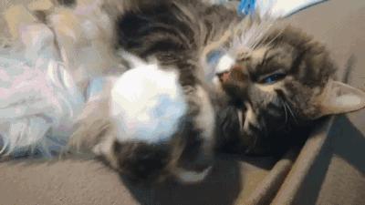 世界上最大的十种猫排名,打破吉尼斯纪录的猫