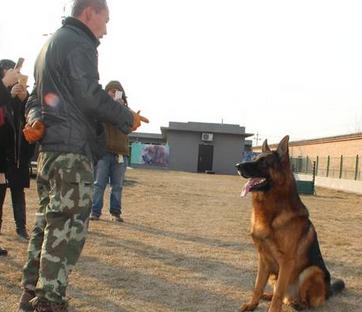 什么是德牧头版,什么是德牧的背线