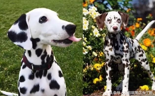 斑点狗科普点读,斑点狗大麦町犬好养吗