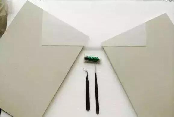 怎么把球形宠物做成标本,什么昆虫可以做宠物