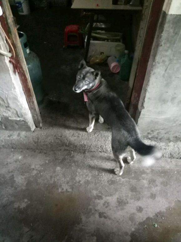 纯种哈士奇跟双血统哈士奇,普通哈士奇和赛级哈士奇的血统