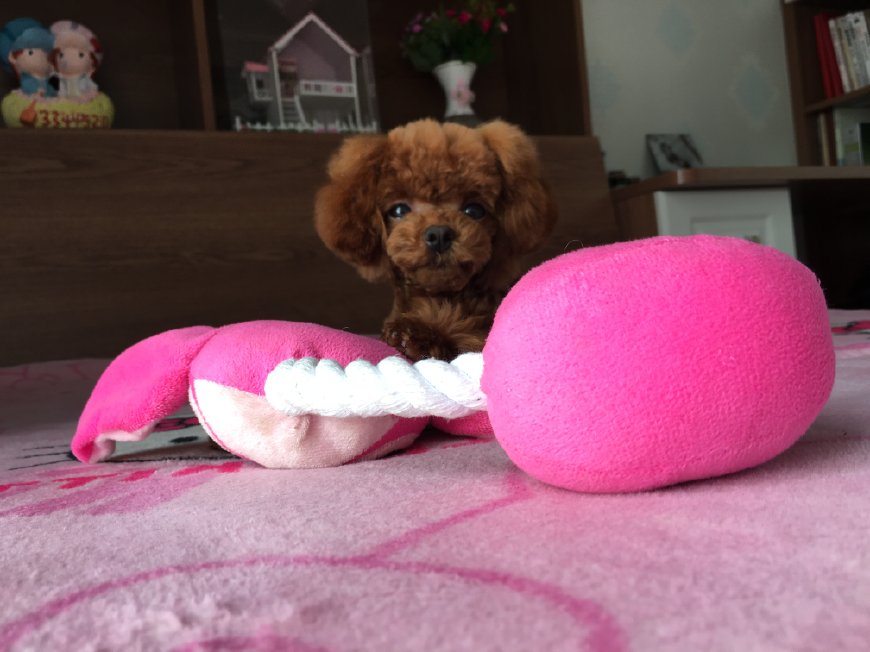 新手铲屎官如何养狗狗,铲屎官养宠进阶