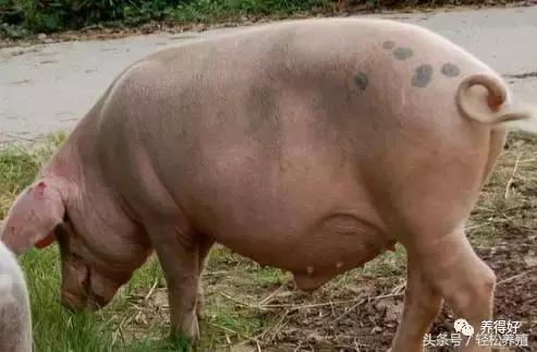 今天，我为母猪而来（上篇）