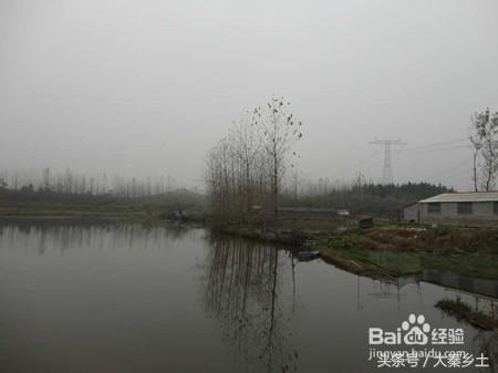 木耳什么样可以采摘,黄山木耳和东北木耳