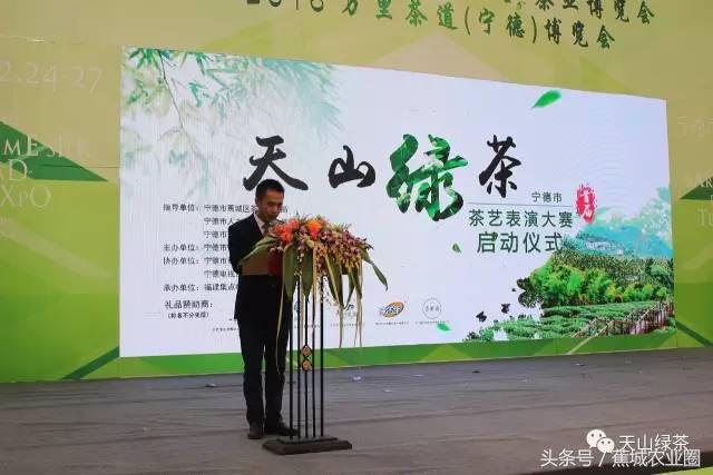 绿茶赏茶表演,福鼎白茶茶艺表演