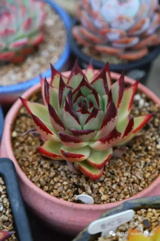 黄金麦饭石是真正麦饭石吗,黄金软麦饭石真假