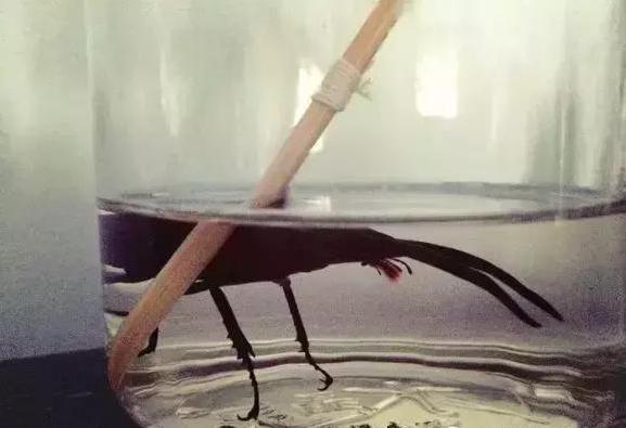 怎么把球形宠物做成标本,什么昆虫可以做宠物