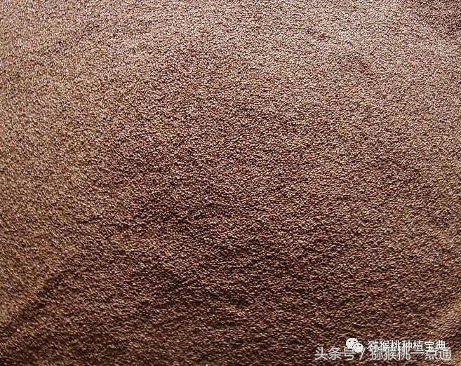 人工种植猕猴桃苗木价格,种植什么品种猕猴桃最有销路