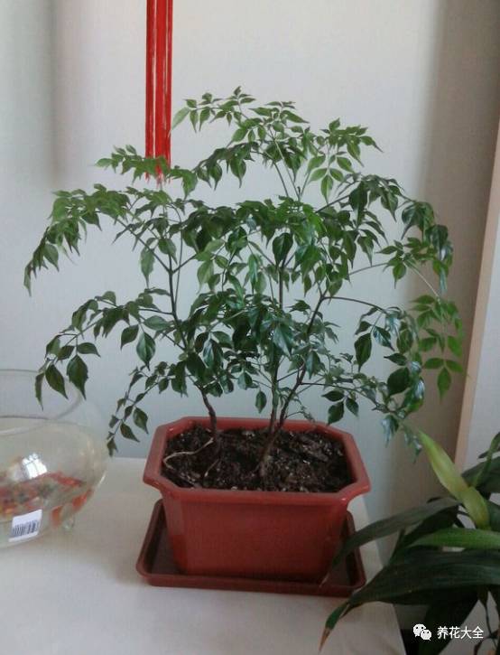 水养发财树绿萝黄叶掉叶怎样补救,绿萝发财树怎么养不烂根