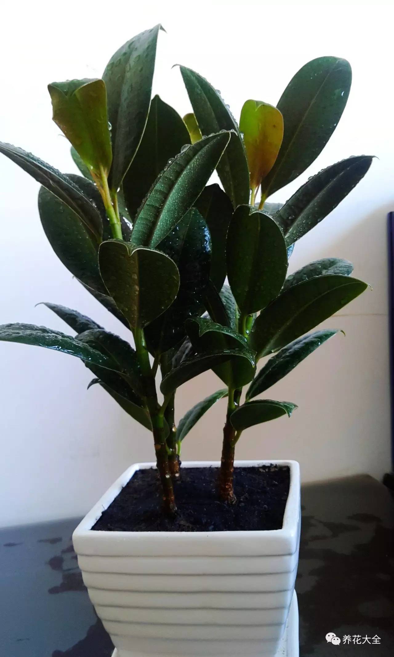 水养发财树绿萝黄叶掉叶怎样补救,绿萝发财树怎么养不烂根