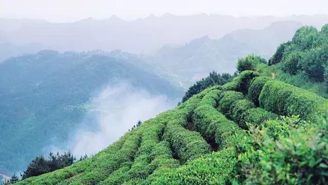 最著名的古丈毛尖茶品牌,中国十大名茶古丈毛尖