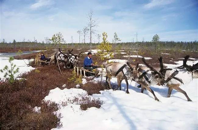 圣诞老人骑的那个鹿叫什么鹿,圣诞老人的坐骑麋鹿到底有多大