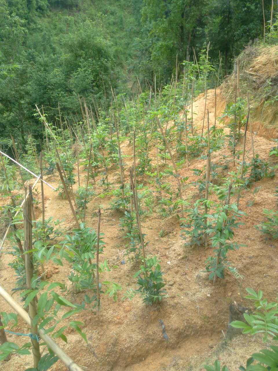 农村创业贷的申请条件,农民创业免息贷