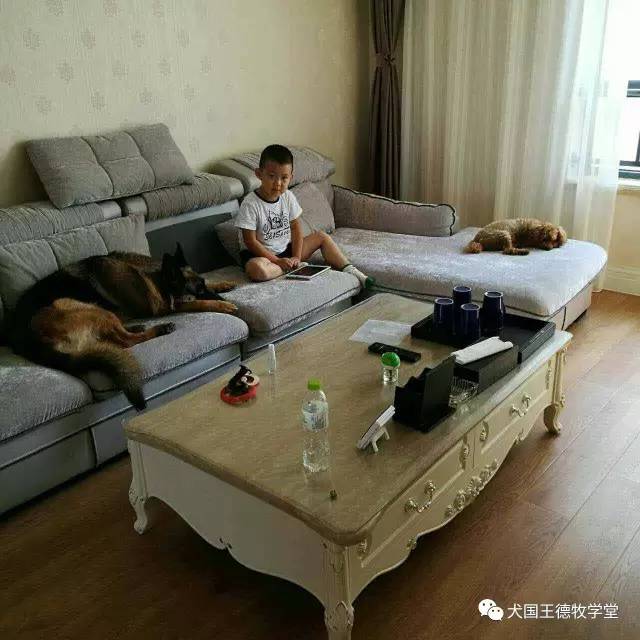 刘阿姨德牧,福多多德牧