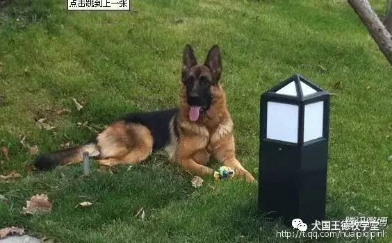 刘阿姨德牧,福多多德牧