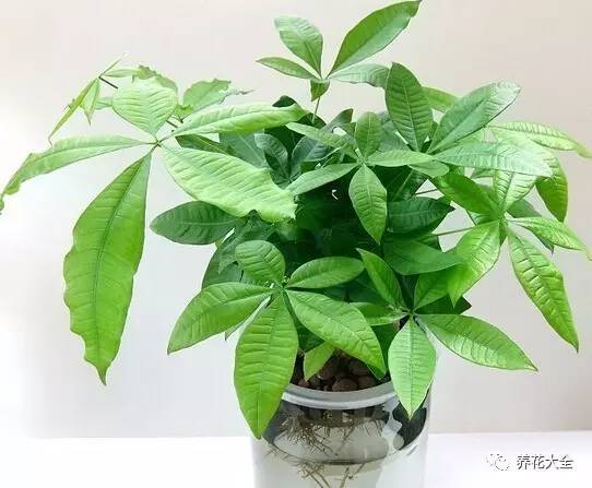 水养发财树绿萝黄叶掉叶怎样补救,绿萝发财树怎么养不烂根