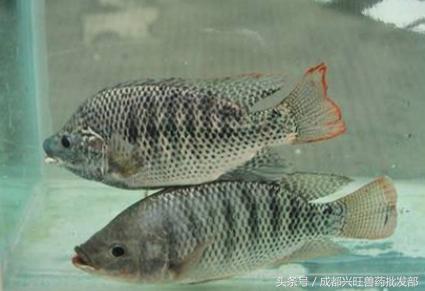 寒潮对广西的罗非鱼有影响吗,养殖罗非鱼抗冷吗