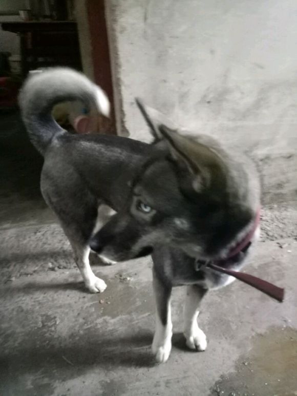 纯种哈士奇跟双血统哈士奇,普通哈士奇和赛级哈士奇的血统