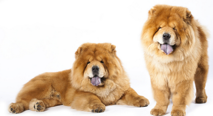 狗狗品种松狮犬,广西土松狮犬