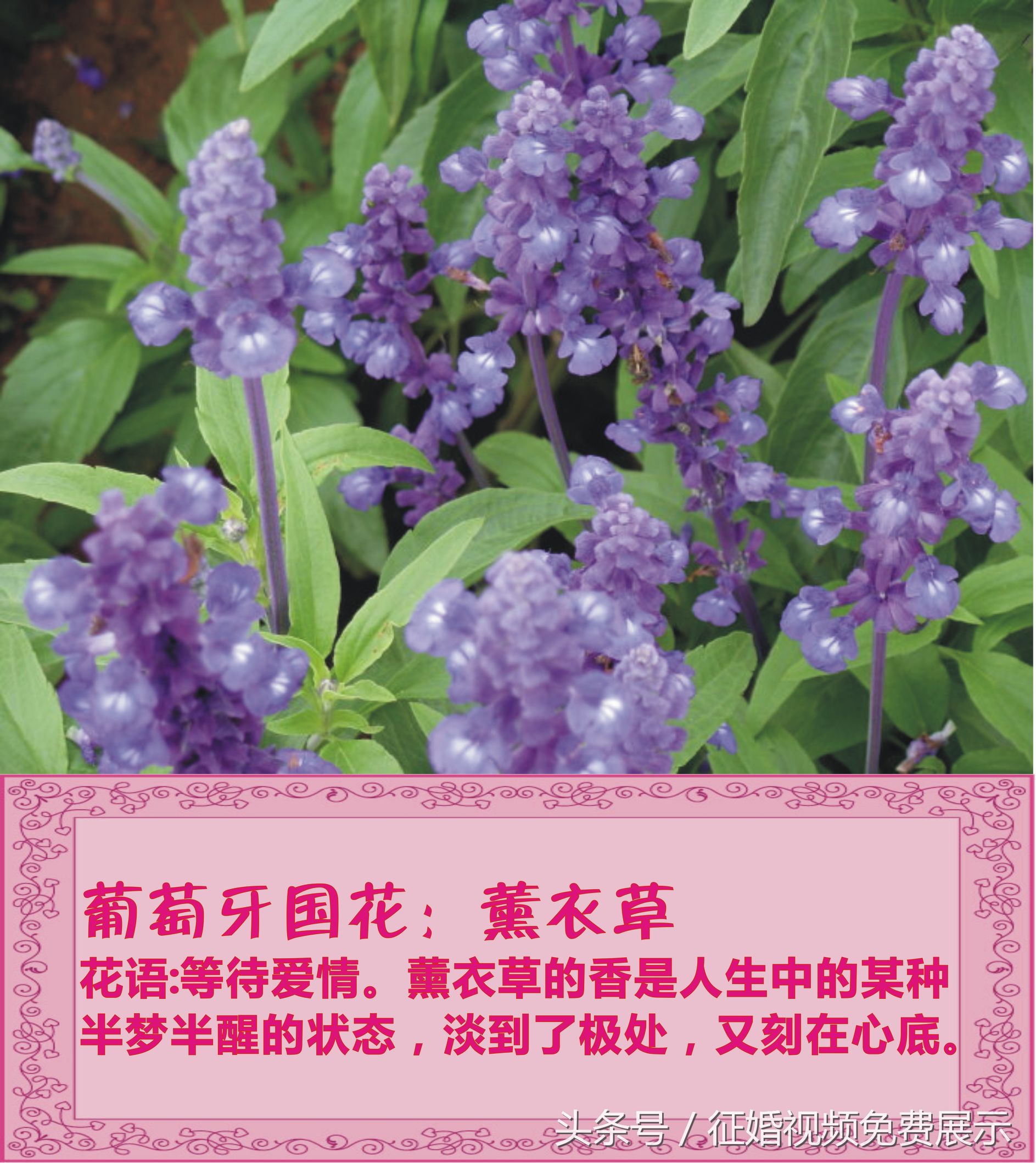 各国国花及象征意义,世界各国国花及寓意