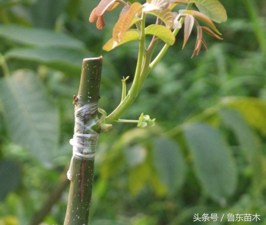 嫁接的桃树苗如何管理,三月份嫁接桃树成活率高的方法