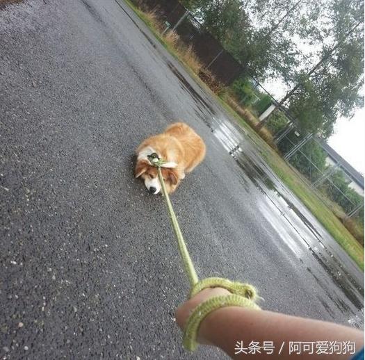 狗狗一拉出去，就收不回来了，怎么破？