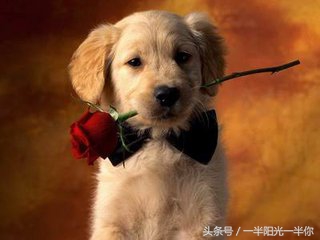 4个月金毛怎么喂食,金毛喂食注意事项及禁忌