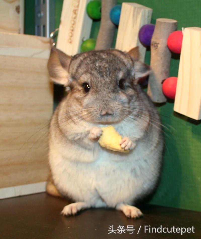 适合5岁小朋友的宠物,最适合五年级小朋友养的宠物