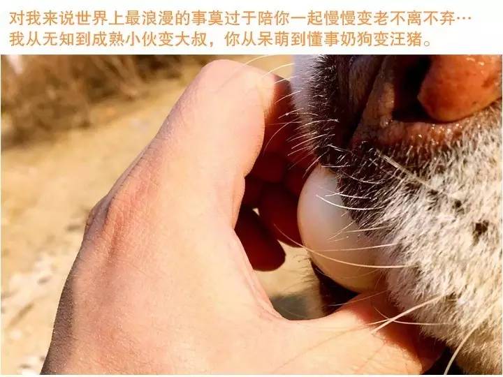 无证的兽医可以看病吗,无证兽医需要承担什么责任