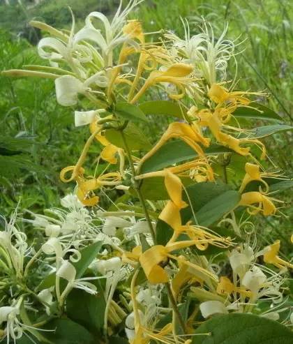 ‍‍‍如东路边42种草，天天踩它，却不知道它们好值钱~