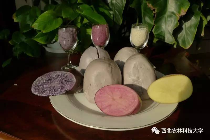 土豆烧牛肉最正宗做法视频,土豆烧牛肉为什么牛肉很硬