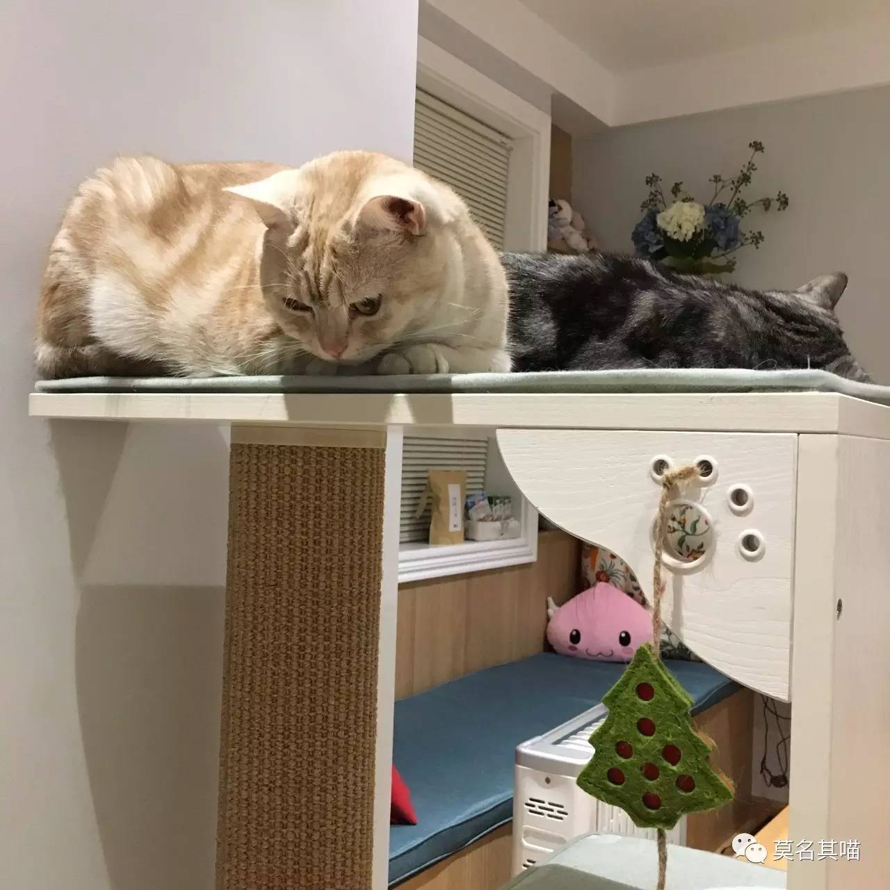 被糊一脸也绝不屈服！菠萝*药嗑**记