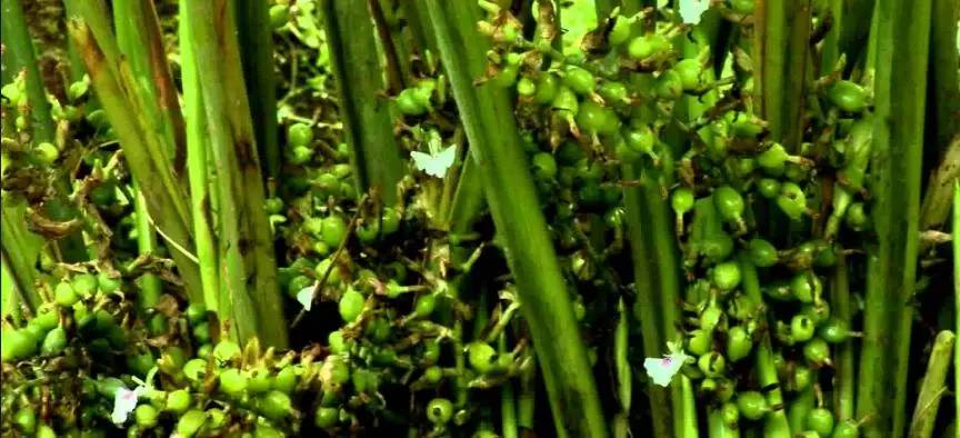 金酒就是松子酒吗,金酒是香槟吗