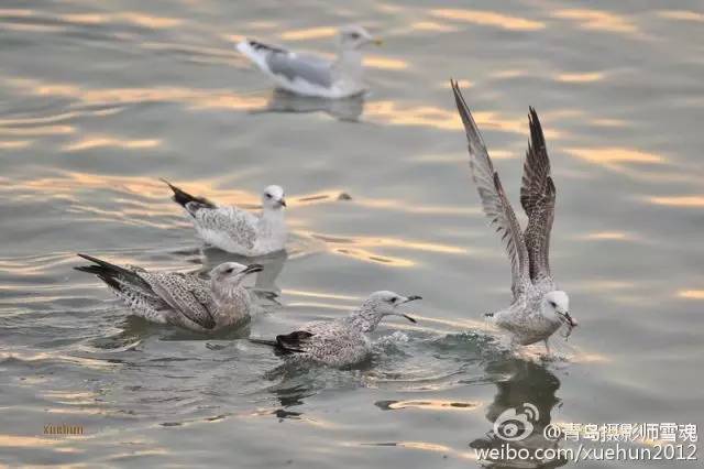 青岛的冬天来临之前,青岛的冬天多么美