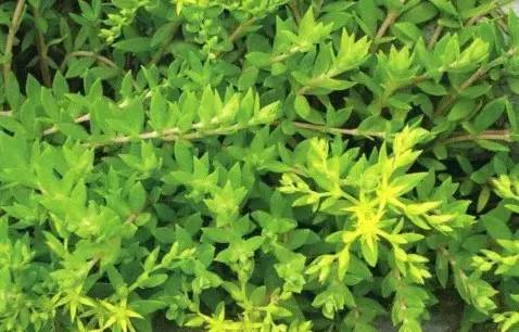 ‍‍‍如东路边42种草，天天踩它，却不知道它们好值钱~