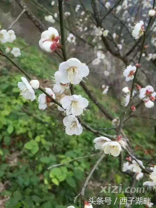 惠州梁化梅园最佳时间,惠州梁化梅园