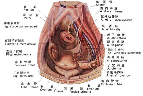 加健康资讯：深度解析关于盆腔积水的误区