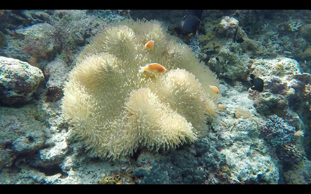 帕劳旅行攻略大全图文,帕劳旅行攻略图文大全