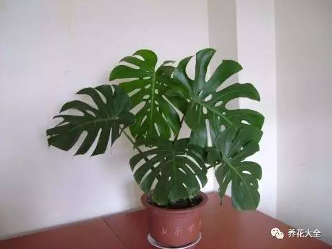 发财树的土养不活绿萝,养了几年的绿萝为什么没有根