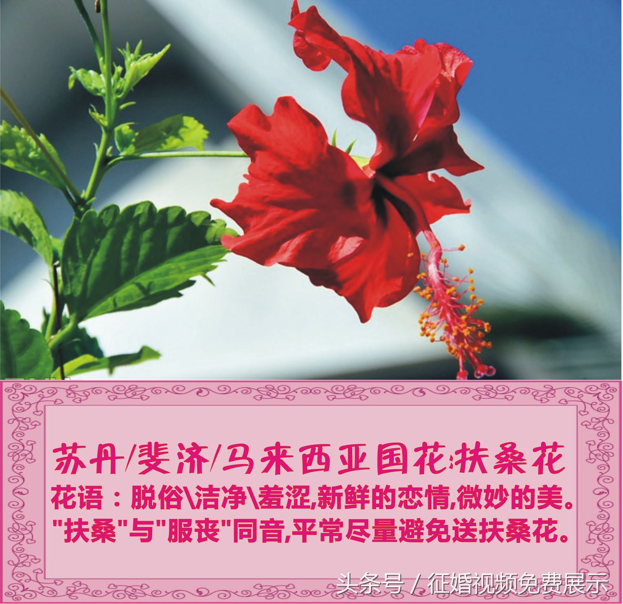 各国国花及象征意义,世界各国国花及寓意