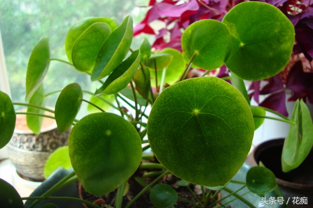 镜面草怎么养才能更旺盛,镜面草怎样最好养