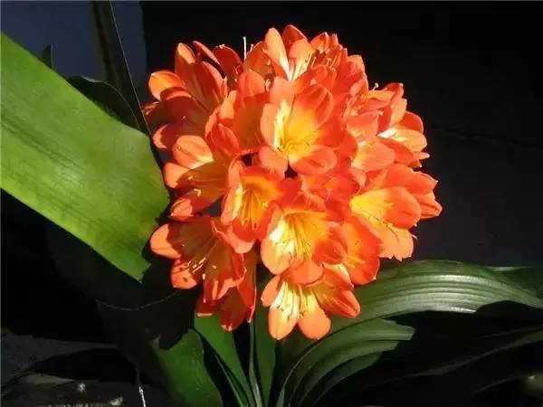 中国各大城市的市花分别是什么,吉林省省会长春市市花是什么