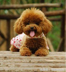 狗狗排行榜哈士奇,最可爱的狗泰迪排第几