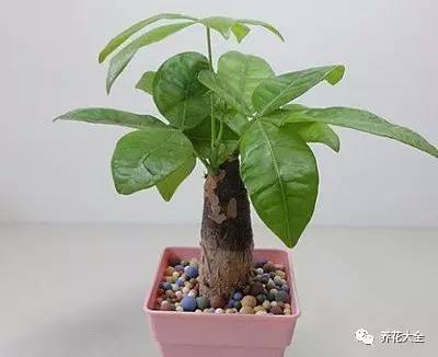 水养发财树绿萝黄叶掉叶怎样补救,绿萝发财树怎么养不烂根