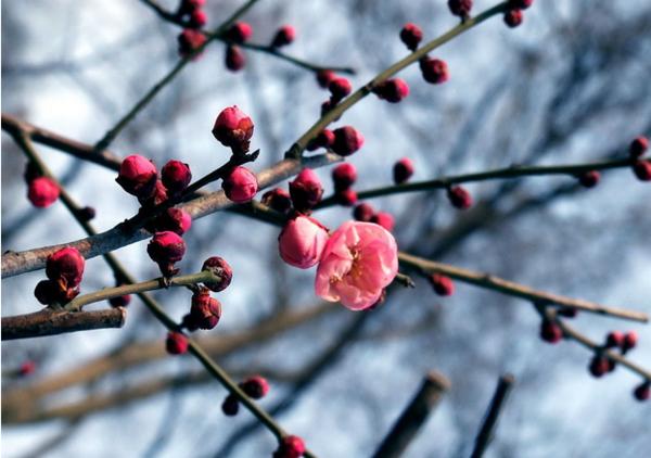 叶酸会有副作用吗,叶酸会导致什么疾病