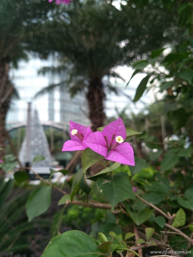 金立m2017价格查询及购买指南,金立m2017现在是多少价格