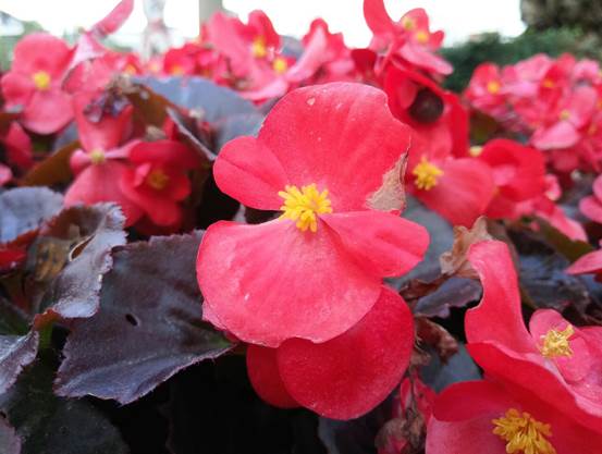 魅蓝note5充电多少w,续航超长充电超快手机